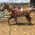 Proud Morgans – Breeding, Training, and Selling Gaited Morgans